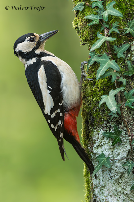 Pico picapinos (Dendrocopos major)